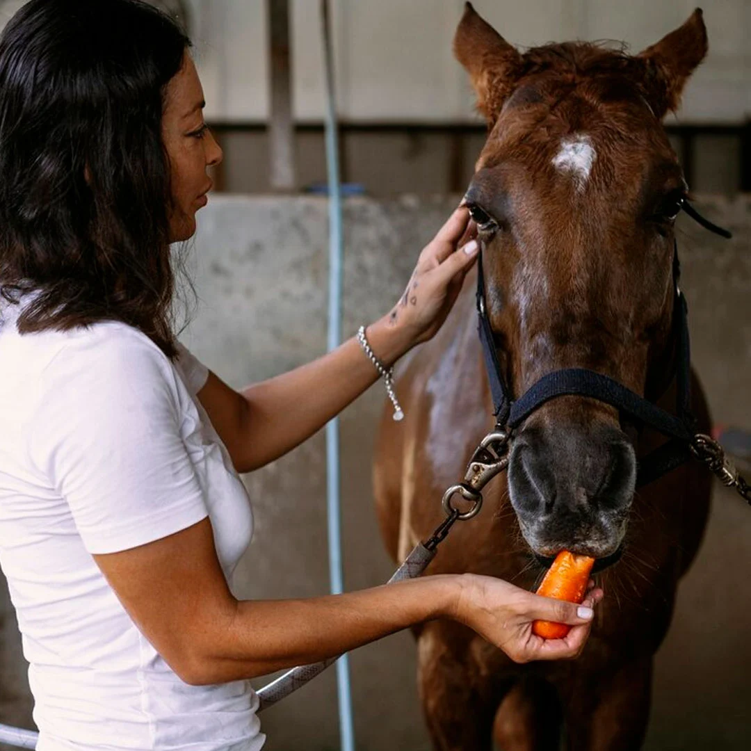 veterinaria-insposabana-1