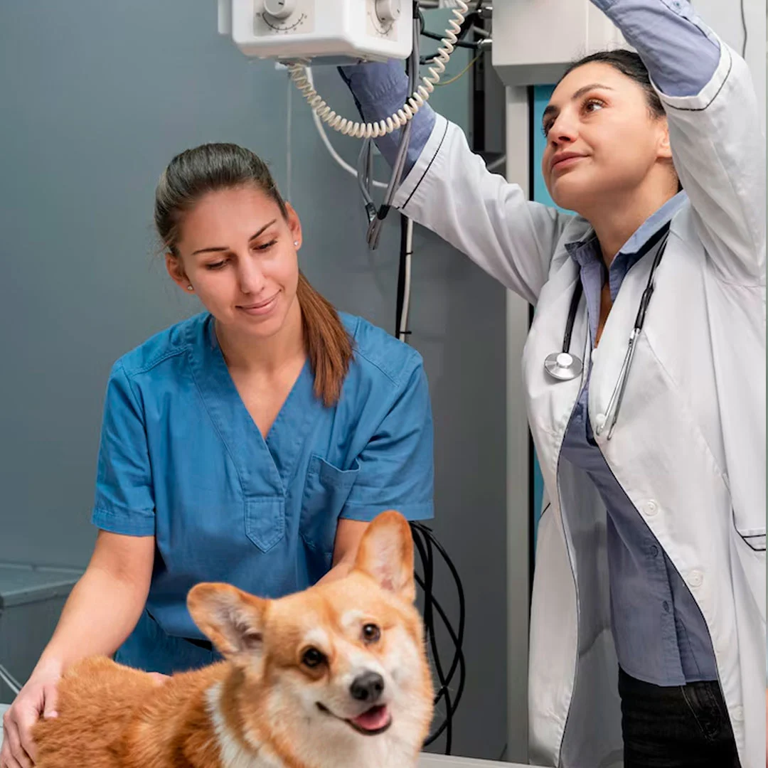 veterinaria-insposabana-3