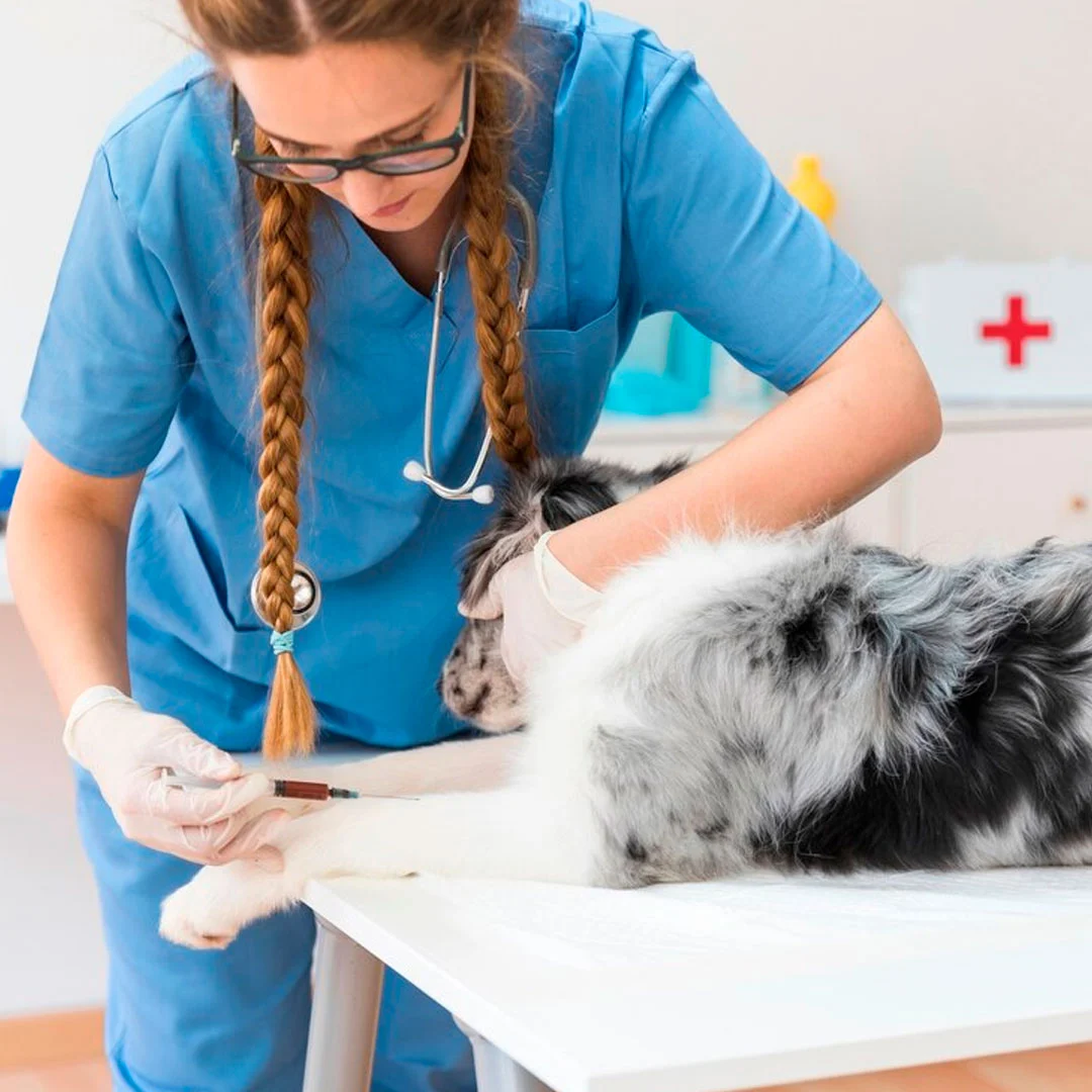veterinaria-insposabana-5
