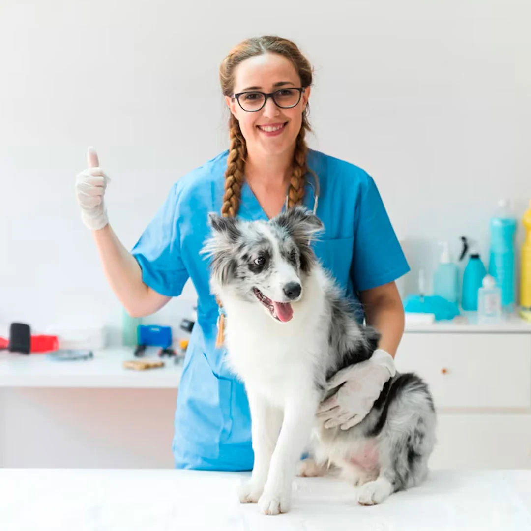 veterinaria-insposabana-6