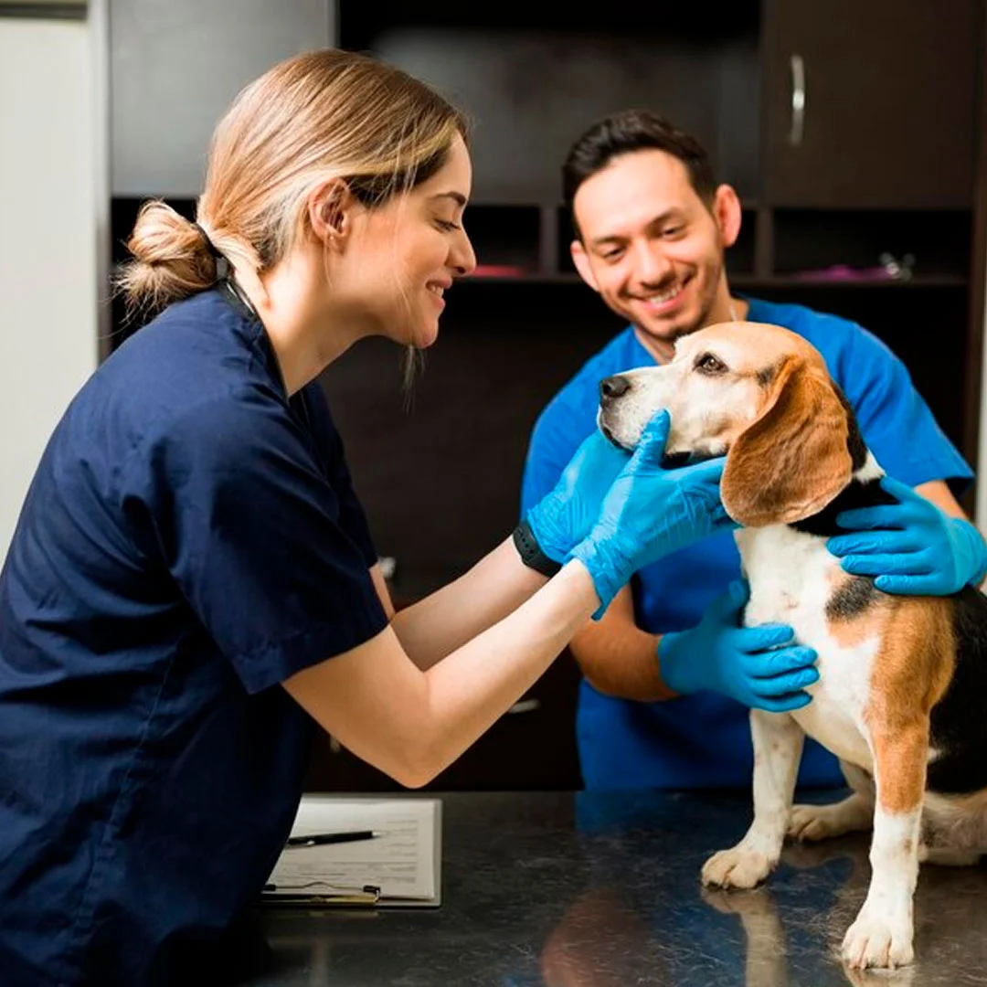 veterinaria-insposabana-9